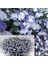 Lobelya Tohumu Lobelia Blue Splash Mavi Beyaz Çiçekler 2
