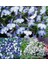 Lobelya Tohumu Lobelia Blue Splash Mavi Beyaz Çiçekler 3