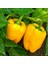 Sarı Biber Tohumu Golden California Wonder Bell Pepper 3