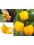 Sarı Biber Tohumu Golden California Wonder Bell Pepper 5