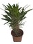 Madagaskar Palmiyesi -Pachypodium Lamerei 3/5 cm Uzunluğunda Teraryum, Kaktüs 1