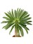 Madagaskar Palmiyesi -Pachypodium Lamerei 3/5 cm Uzunluğunda Teraryum, Kaktüs 2