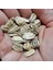 Mamut Dev Ayçiçeği Tohumu Mammoth Sunflower Seeds 4
