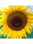 Dev Titan Ayçiçek Tohumu Atalık Giant Sunflower Titan 1