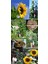Dev Titan Ayçiçek Tohumu Atalık Giant Sunflower Titan 3