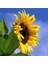 Dev Titan Ayçiçek Tohumu Atalık Giant Sunflower Titan 4