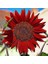 Alev Kırmızı Ayçiçeği Tohumu Red Sun Sunflower Helianthus Annuus 1