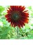 Alev Kırmızı Ayçiçeği Tohumu Red Sun Sunflower Helianthus Annuus 2