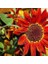 Alev Kırmızı Ayçiçeği Tohumu Red Sun Sunflower Helianthus Annuus 3