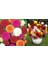 Ponpon Yıldız Çiçeği Tohumu Dahlia Variabilis Pompon Mix 3