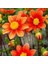 Dahlia Mignon Tohumu Bodur Yıldız Çiçeği Tohumu Dahlia Variabilis 3