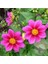 Dahlia Mignon Tohumu Bodur Yıldız Çiçeği Tohumu Dahlia Variabilis 4