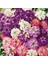 Bodur Iberis Tohumu Candytuft Dwarf Fairy Mix 1