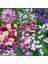 Bodur Iberis Tohumu Candytuft Dwarf Fairy Mix 2