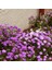 Bodur Iberis Tohumu Candytuft Dwarf Fairy Mix 5