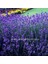 Lavanta Latifolia Tohumu Aromatik Yağı Çıkartılan Lavandula 1