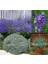 Lavanta Latifolia Tohumu Aromatik Yağı Çıkartılan Lavandula 2