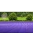 Ingiliz Lavanta Tohumu Lavandula Angustifolia Vera 2