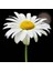 Krizantem Tohumu Seviyor Sevmiyor Papatyası Marguerite Daisy Chrysanthemum 1