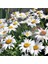 Krizantem Tohumu Seviyor Sevmiyor Papatyası Marguerite Daisy Chrysanthemum 2