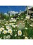 Krizantem Tohumu Seviyor Sevmiyor Papatyası Marguerite Daisy Chrysanthemum 3