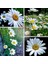 Krizantem Tohumu Seviyor Sevmiyor Papatyası Marguerite Daisy Chrysanthemum 4