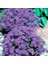 Mavi Brachycome Tohumu Iberidifolia Blue Splendour Swanriver Daisy 1