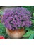 Mavi Brachycome Tohumu Iberidifolia Blue Splendour Swanriver Daisy 2