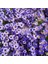 Mavi Brachycome Tohumu Iberidifolia Blue Splendour Swanriver Daisy 4