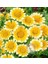 Garland Taç Papatyası Tohumu Chrysanthemum Coronarium 1