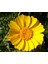 Garland Taç Papatyası Tohumu Chrysanthemum Coronarium 3