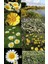 Garland Taç Papatyası Tohumu Chrysanthemum Coronarium 4