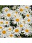 Kalıcı Papatya Tohumu Silver Princess Shasta Daisy 1