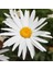 Kalıcı Papatya Tohumu Silver Princess Shasta Daisy 2
