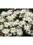 Kalıcı Papatya Tohumu Silver Princess Shasta Daisy 3