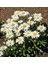 Kalıcı Papatya Tohumu Silver Princess Shasta Daisy 4