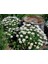 Kalıcı Papatya Tohumu Silver Princess Shasta Daisy 5