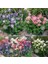 Bodur Haseki Küpesi Tohumu Karışımı Columbine Aquilegia Vulgaris 3