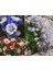 Bodur Haseki Küpesi Tohumu Karışımı Columbine Aquilegia Vulgaris 4