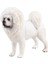 Heykelcik Tibet Mastiff (Yurt Dışından) 1