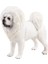 Heykelcik Tibet Mastiff (Yurt Dışından) 3