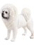 Heykelcik Tibet Mastiff (Yurt Dışından) 4