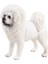 Heykelcik Tibet Mastiff (Yurt Dışından) 5