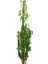Armenbotanik Euphorbia Trigona Süt Ağacı Kaktüsü 170 cm 2