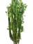 Armenbotanik Euphorbia Trigona Süt Ağacı Kaktüsü 170 cm 4