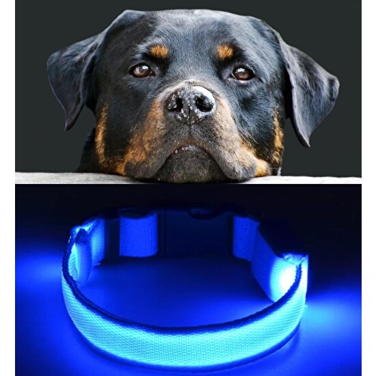 Köpek Tasmaları Led Işık Köpek Tasması Özel Etiketli BuShop Yansıtıcı M Mavi