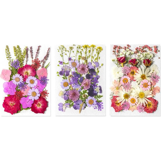 Humble 3 Paket Kurutulmuş Preslenmiş Çiçekler, El Sanatları Için Doğal Renkli Preslenmiş Çiçekler Gerçek Kuru Çiçekler Yaprak Seti Kurutulmuş Çiçekler (Yurt Dışından)