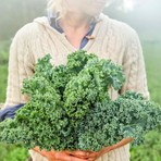 Zengarden Kıvırcık Bodur Kale Lahana Tohumu Dwarf Curled Kale Vates