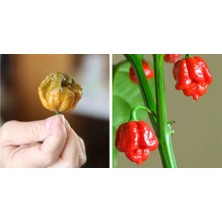 Hot Pepper Collector Pepper x / 2,69 Milyon Scoville  - Gerçek Taze Biber / 2,5 Milyon Scoville No: 1