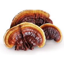 Silvan Mantar Kırmızı Reishi Mantarı Tohumu Ganoderma Lucidum Mantar Tohumu